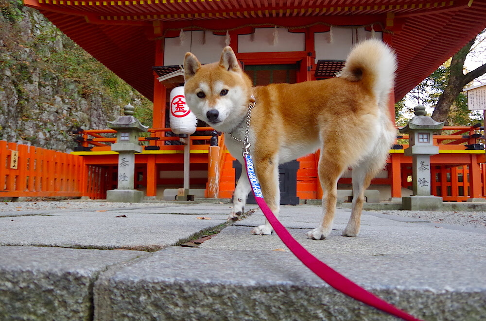 开云注册-“生死瞬间：救援与危机背后的人性光辉”，生死瞬间纪录片