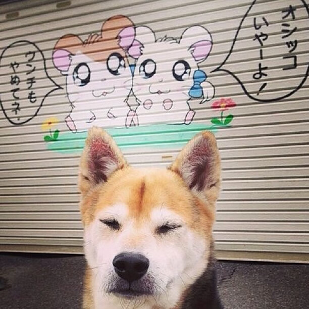 开云体育视频直播-【穆基·贝茨的救世主表现】道奇队逆转战胜对手，穆奇贝茨 道奇