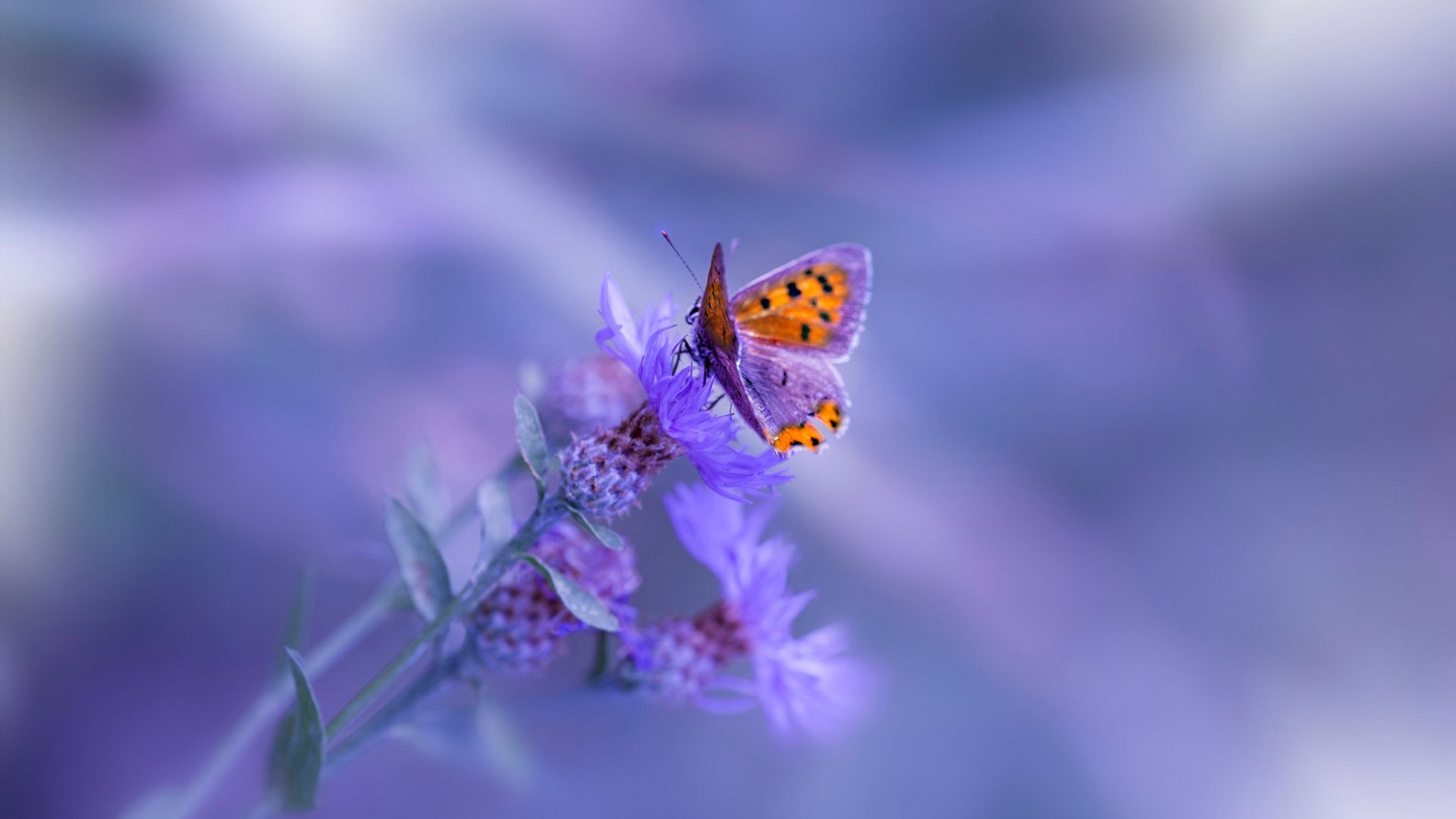 开云体育中国官方网站-中超联赛场边广告投放进入智能化阶段，中超联赛宣传片